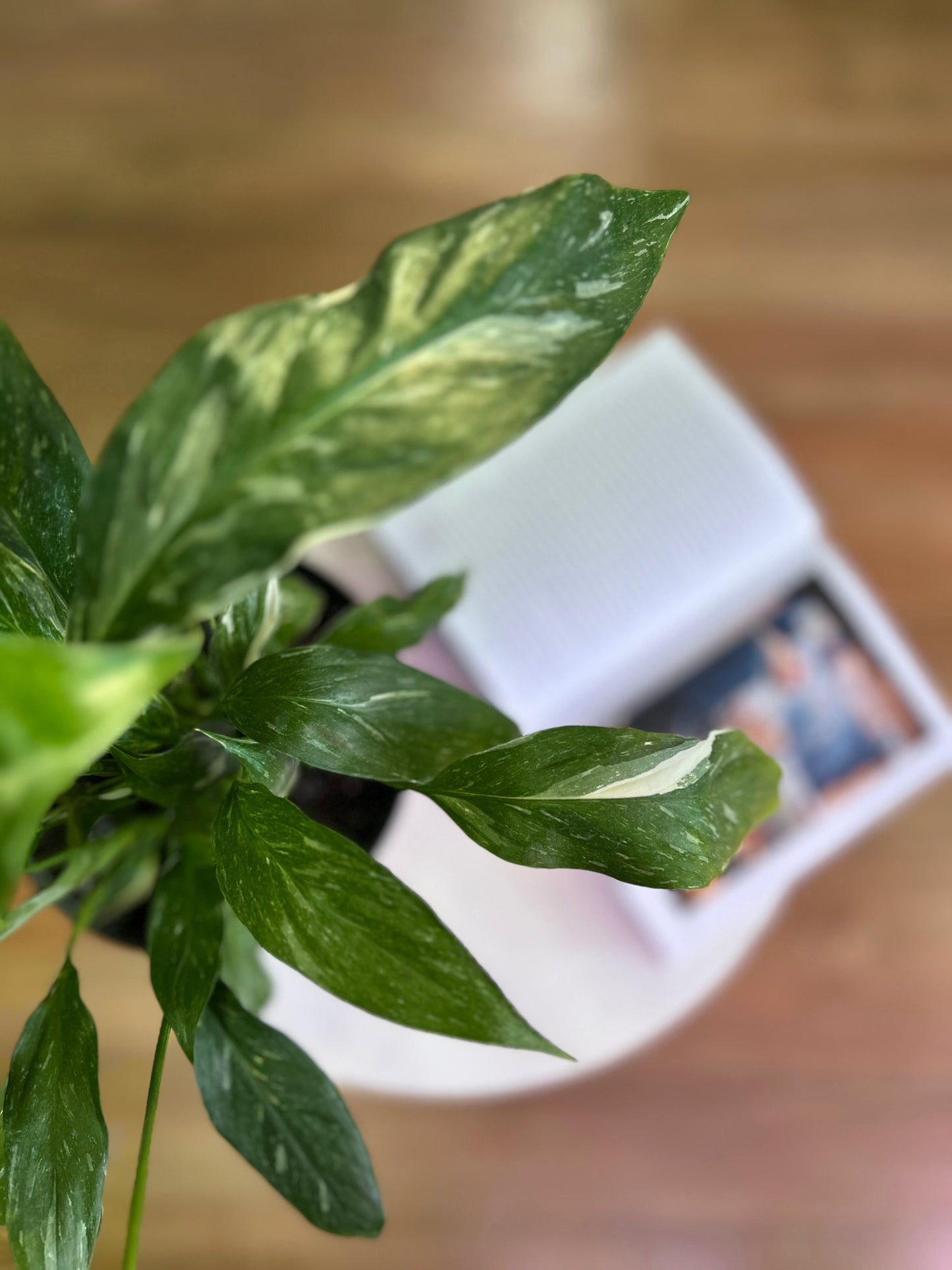 Spatiphyllum  Variegado M