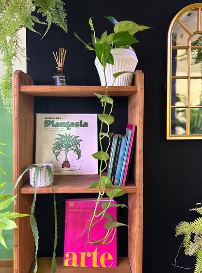 Epipremnum Aurea o Potus Golden L