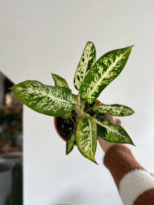 Dieffenbachia compacta