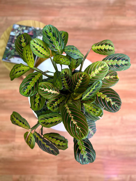 Maranta Leuconeura Tricolor colgante M
