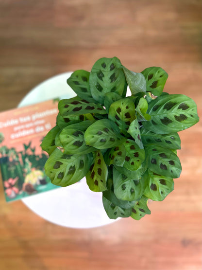 Maranta Kerchoveana M o Planta de la Oración