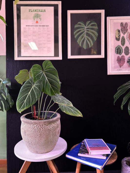 Filodendro Gloriosum Dark Form L