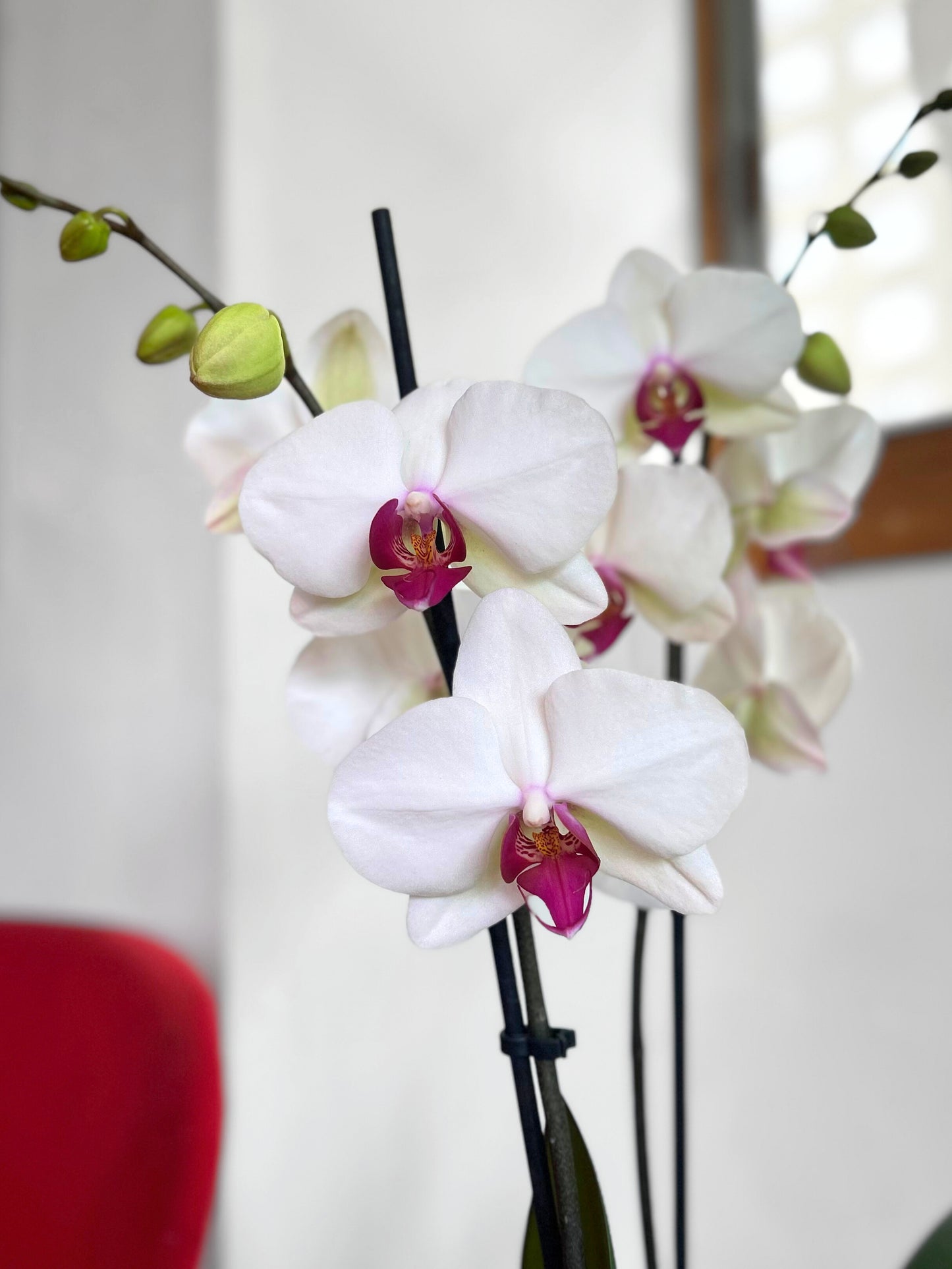 Orquídea Grande Blanca Esperanza