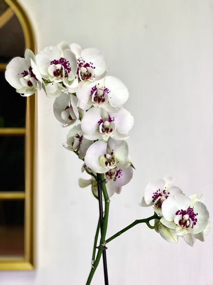 Orquídea Grande Crema Mora