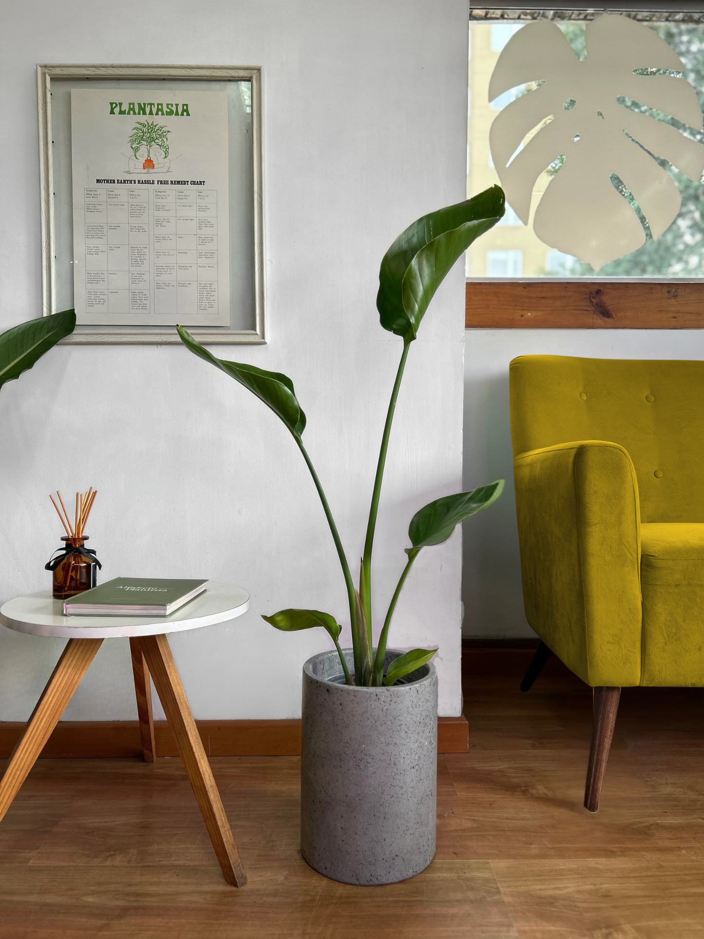 Strelitzia Nicolai - Ave Del Paraíso M