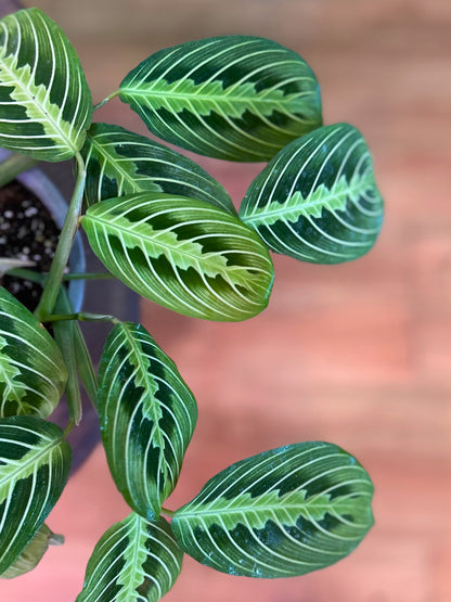 Maranta Lemon Lime