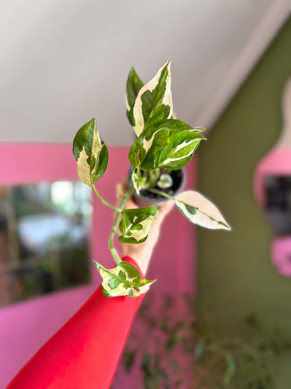 Potus Pearl & Jade S