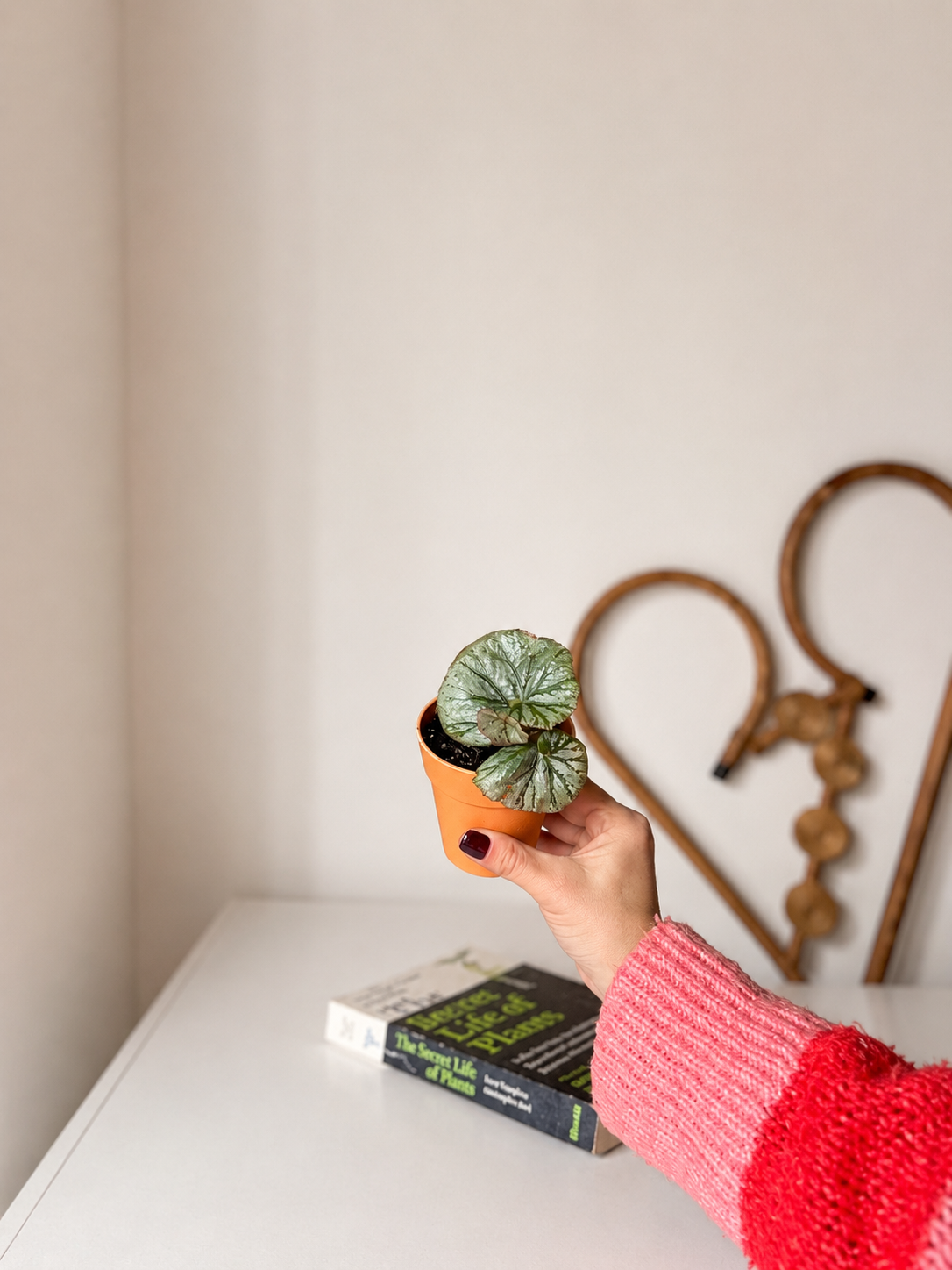 Plantín Begonia Caracol