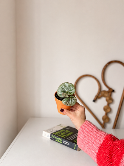 Plantín Begonia Caracol