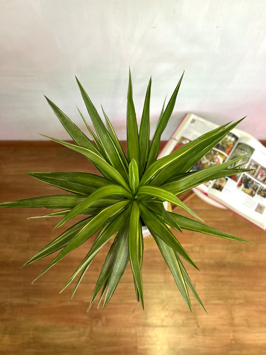 Yuca Variegada