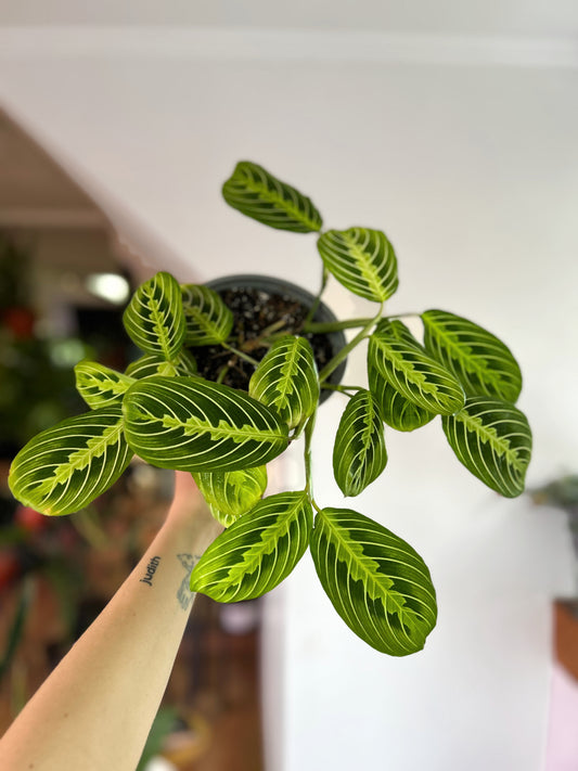 Maranta Lemon Lime