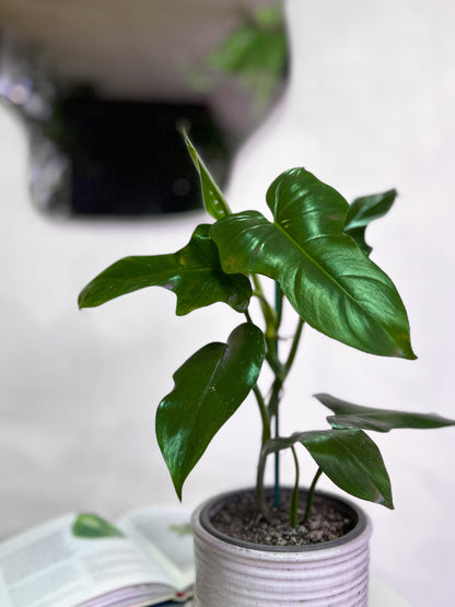 Filodendro Panduriforme