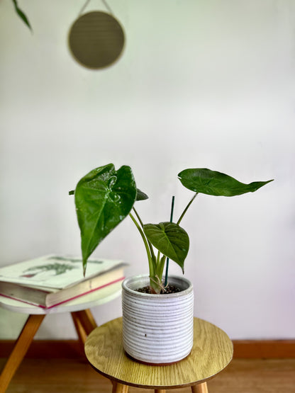 Alocasia Wentii