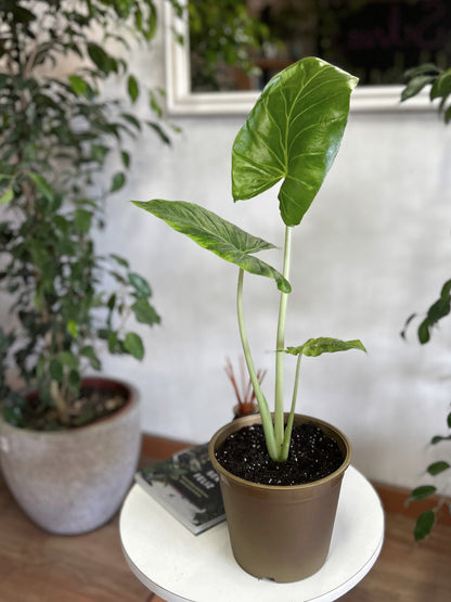 Alocasia Macrorrhiza - Manto De Eva XS