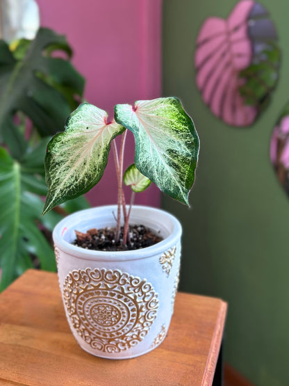 Caladium White Star