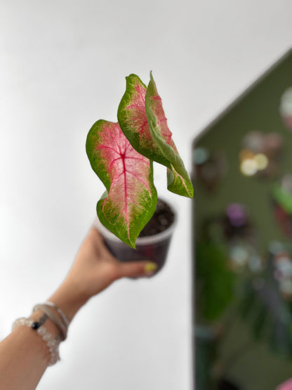 Caladium Classic Pink