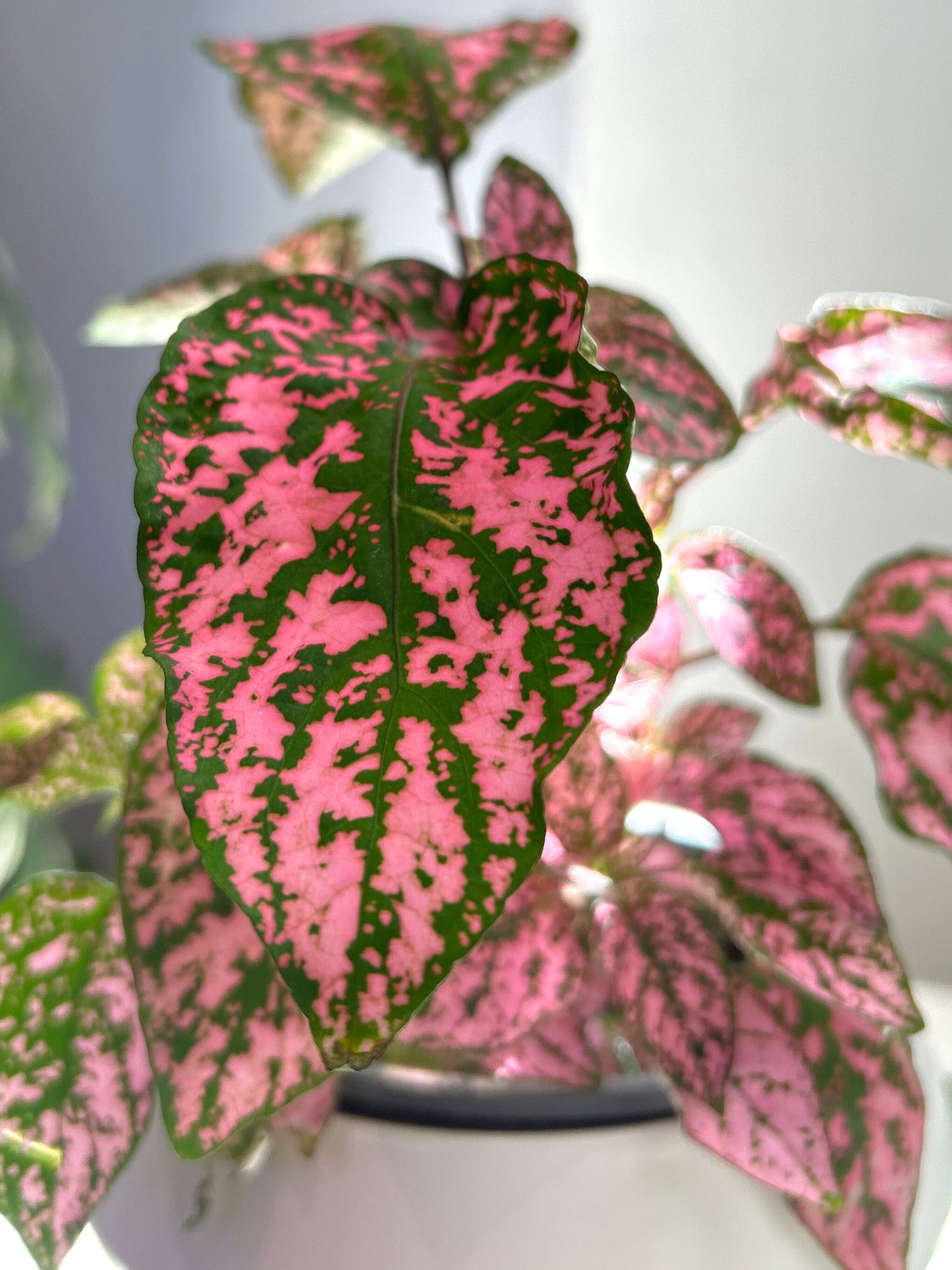 Hypoestes Phyllostachya Rosa