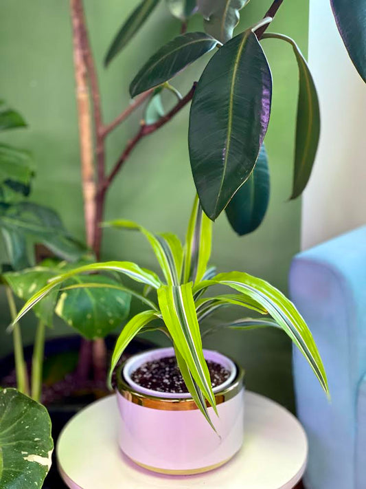 Dracaena Lemon Lime