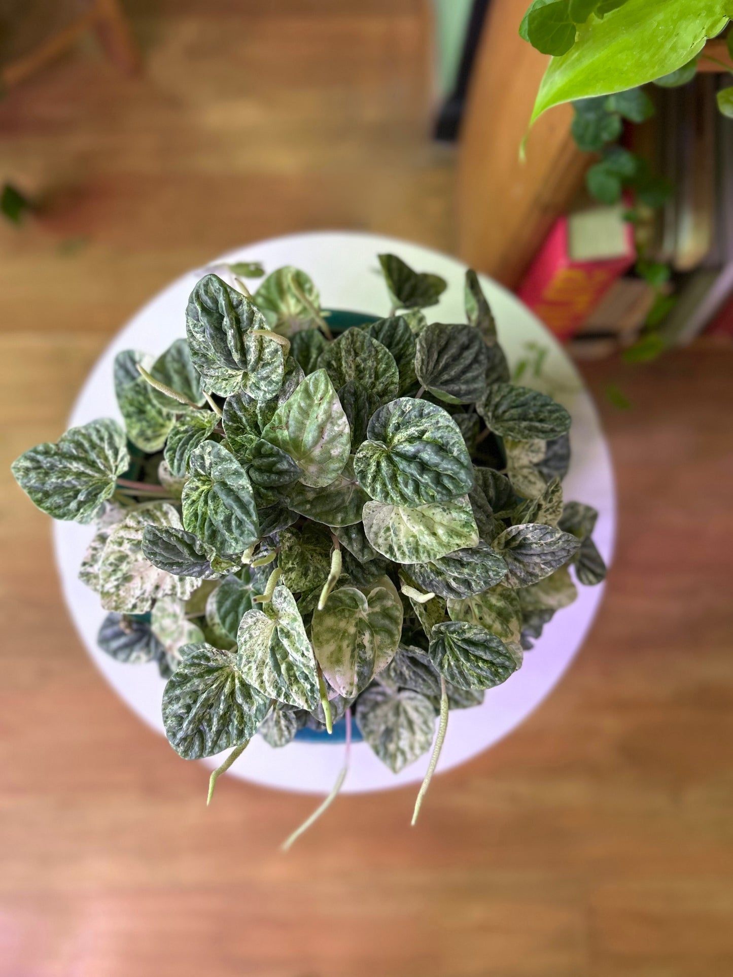 Peperomia Caperata Variegada M