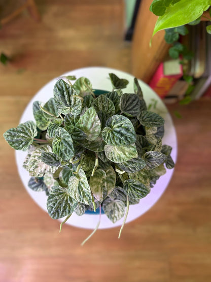 Peperomia Caperata Variegada M