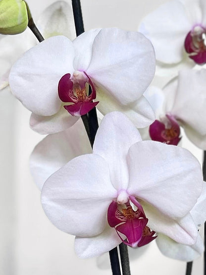 Orquídea Grande Blanca Esperanza