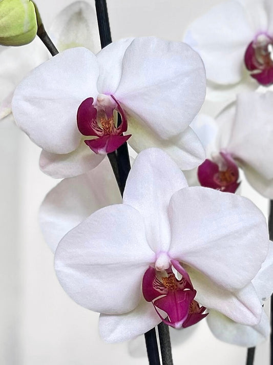 Orquídea Grande Blanca Esperanza