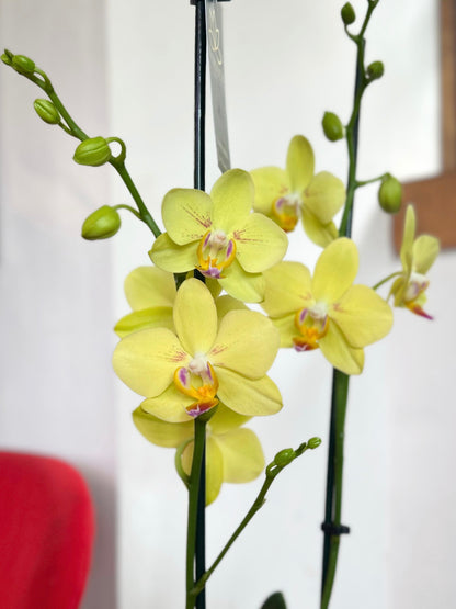 Orquídea Grande Amarilla Summer