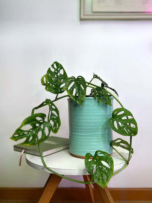 Monstera Epopremnoides o Esqueleto