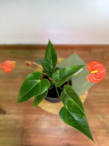 Anthurium Andreanum Coral