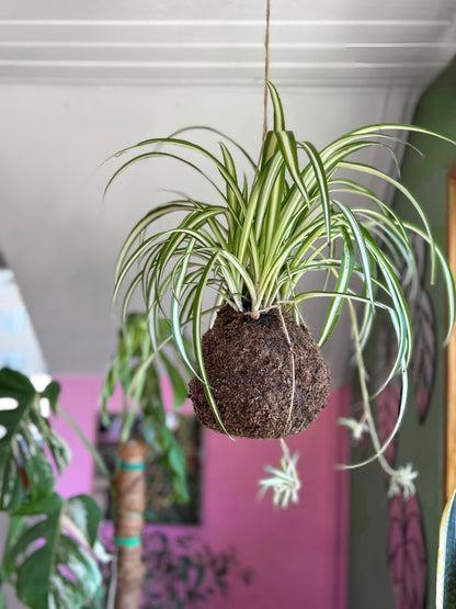 Planta Cinta en Kokedama