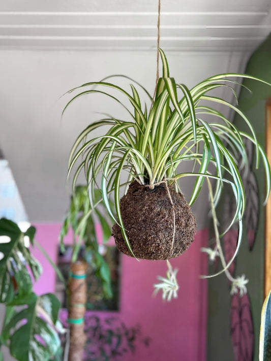 Planta Cinta en Kokedama