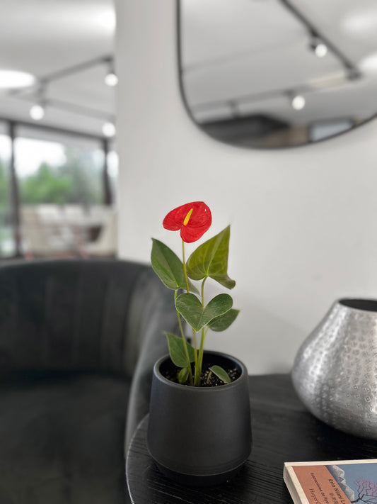 Anthurium Andreanum Rojo en macetero negro