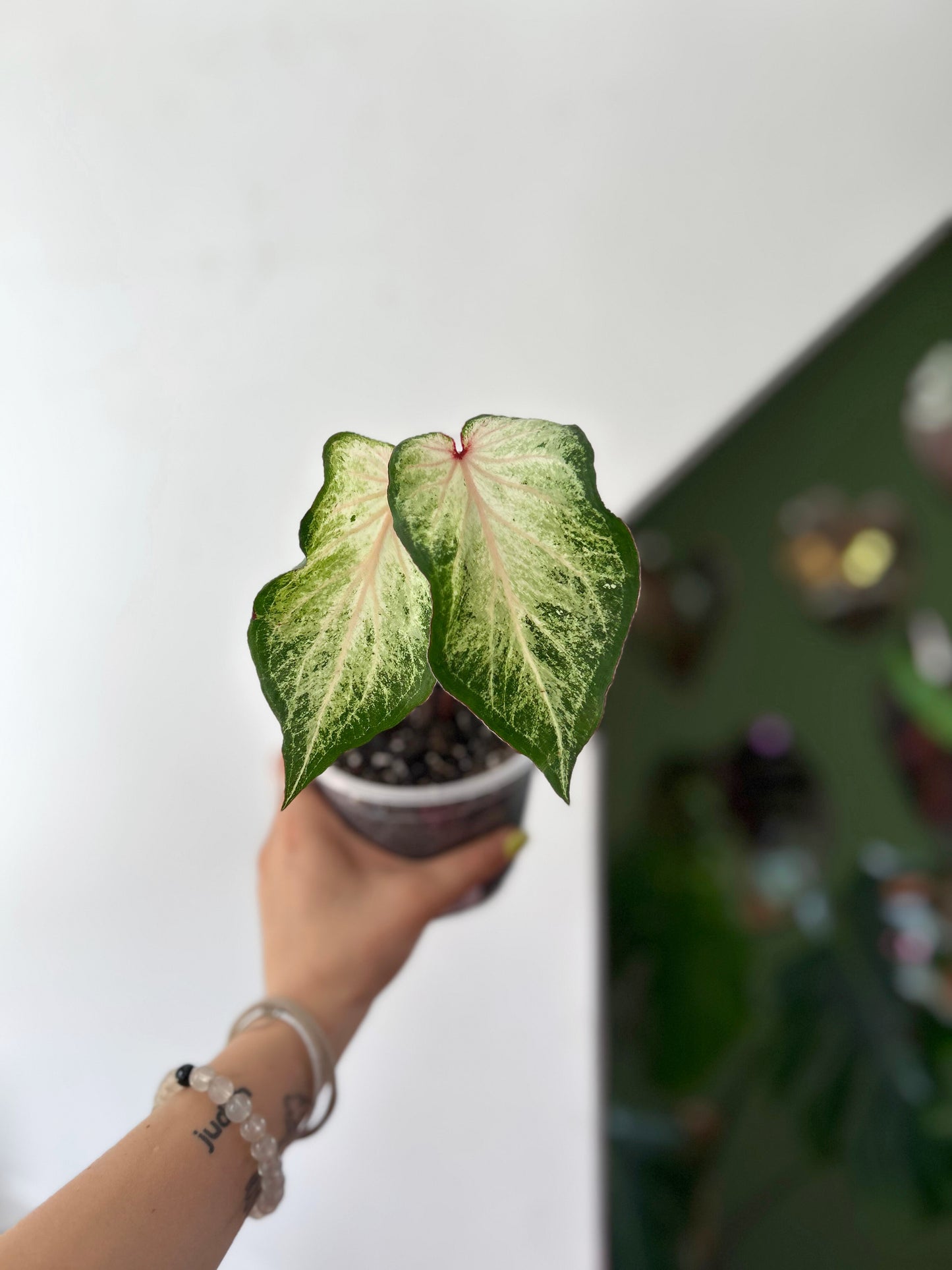 Caladium White Star