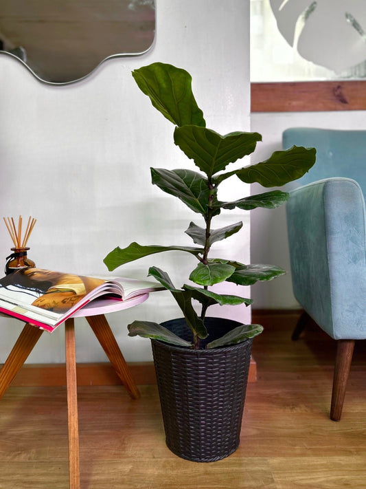 Ficus Lyrata M