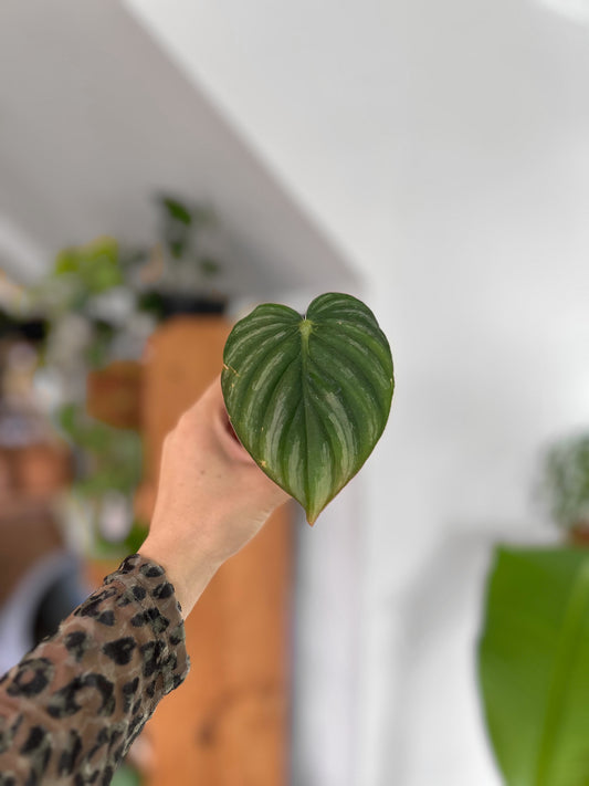 Plantín Filodendro Plowmanii