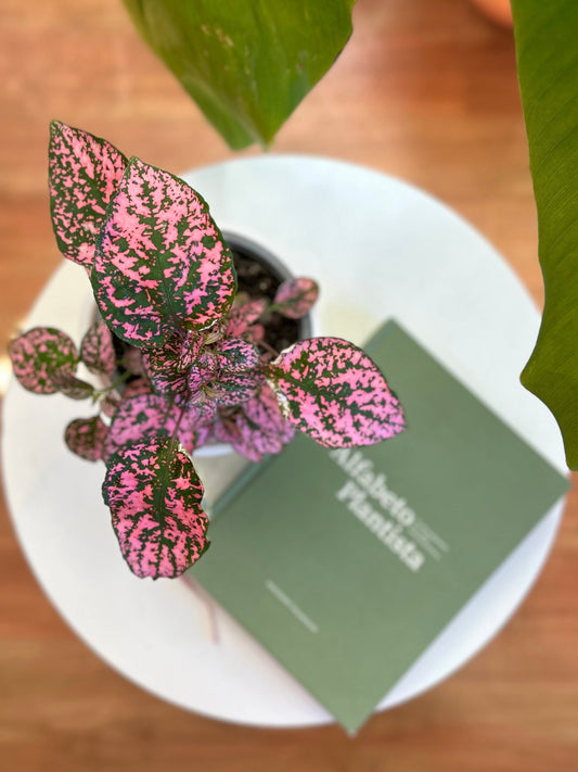 Hypoestes Phyllostachya Rosa