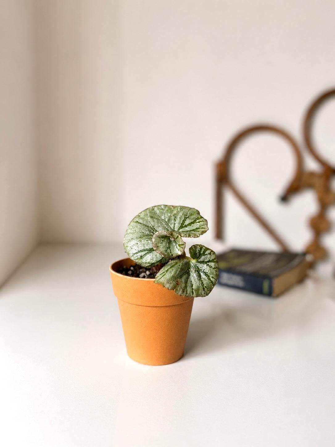 Plantín Begonia Caracol