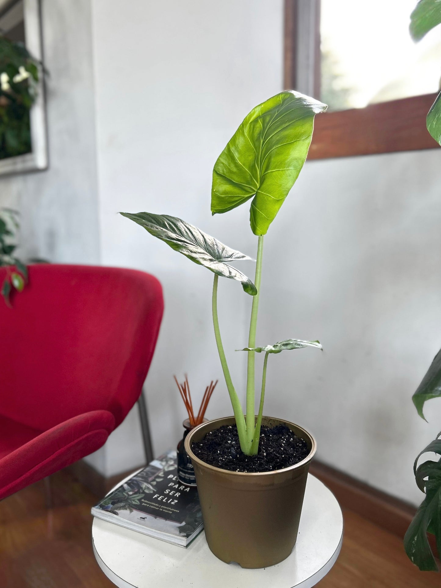 Alocasia Macrorrhiza - Manto De Eva XS
