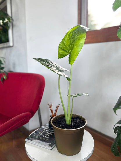 Alocasia Macrorrhiza - Manto De Eva XS
