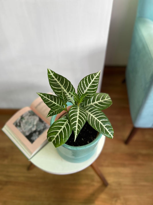 Aphelandra Squarrosa - Planta Cebra M