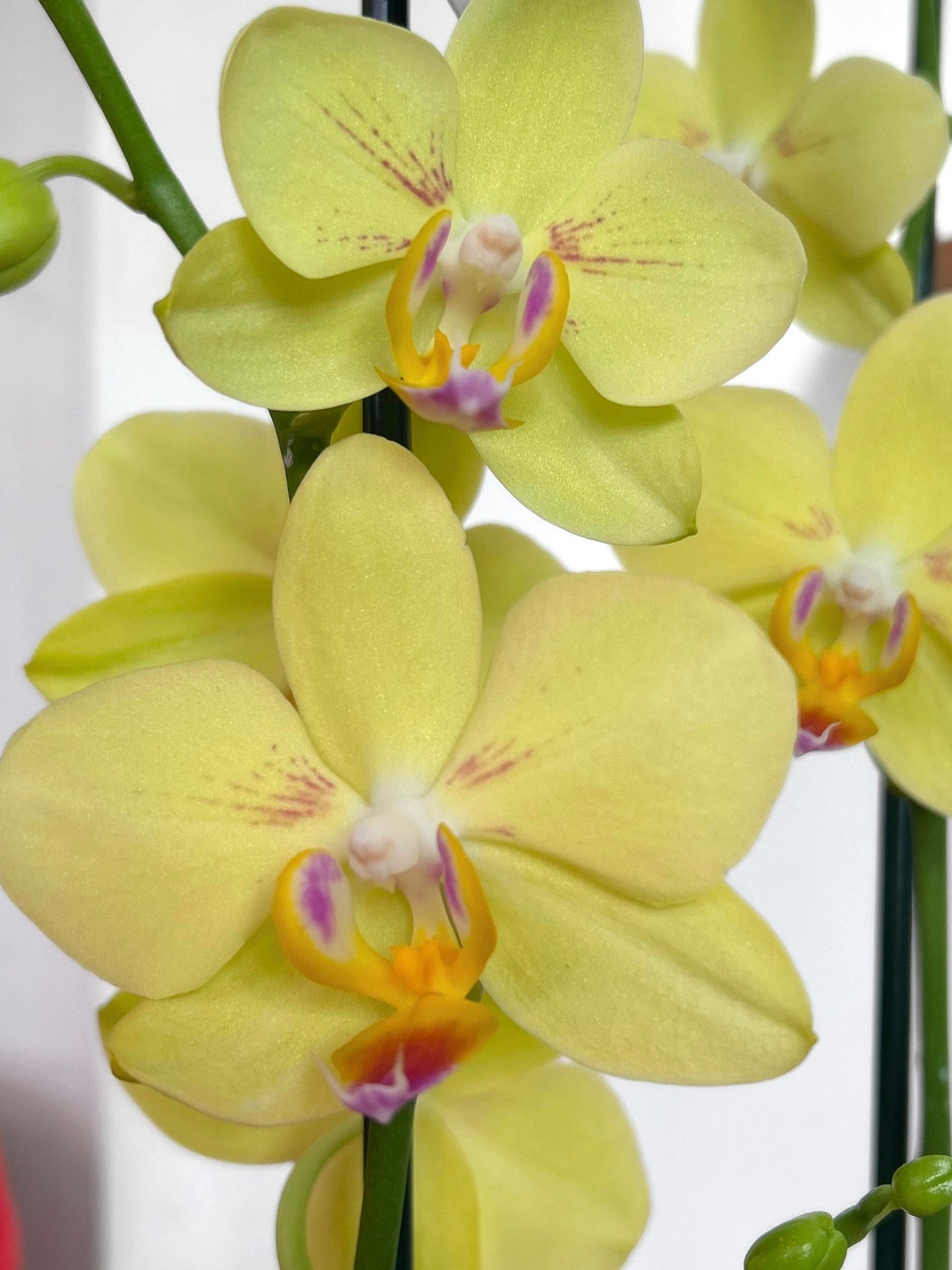 Orquídea Grande Amarilla Summer