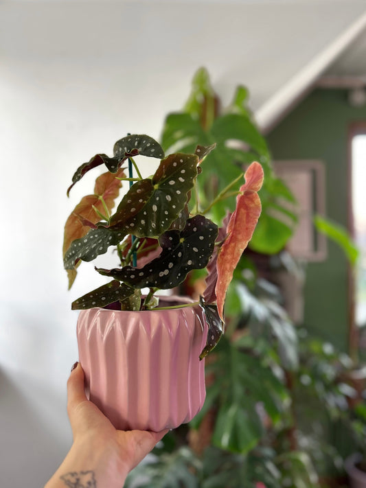 Begonia Maculata