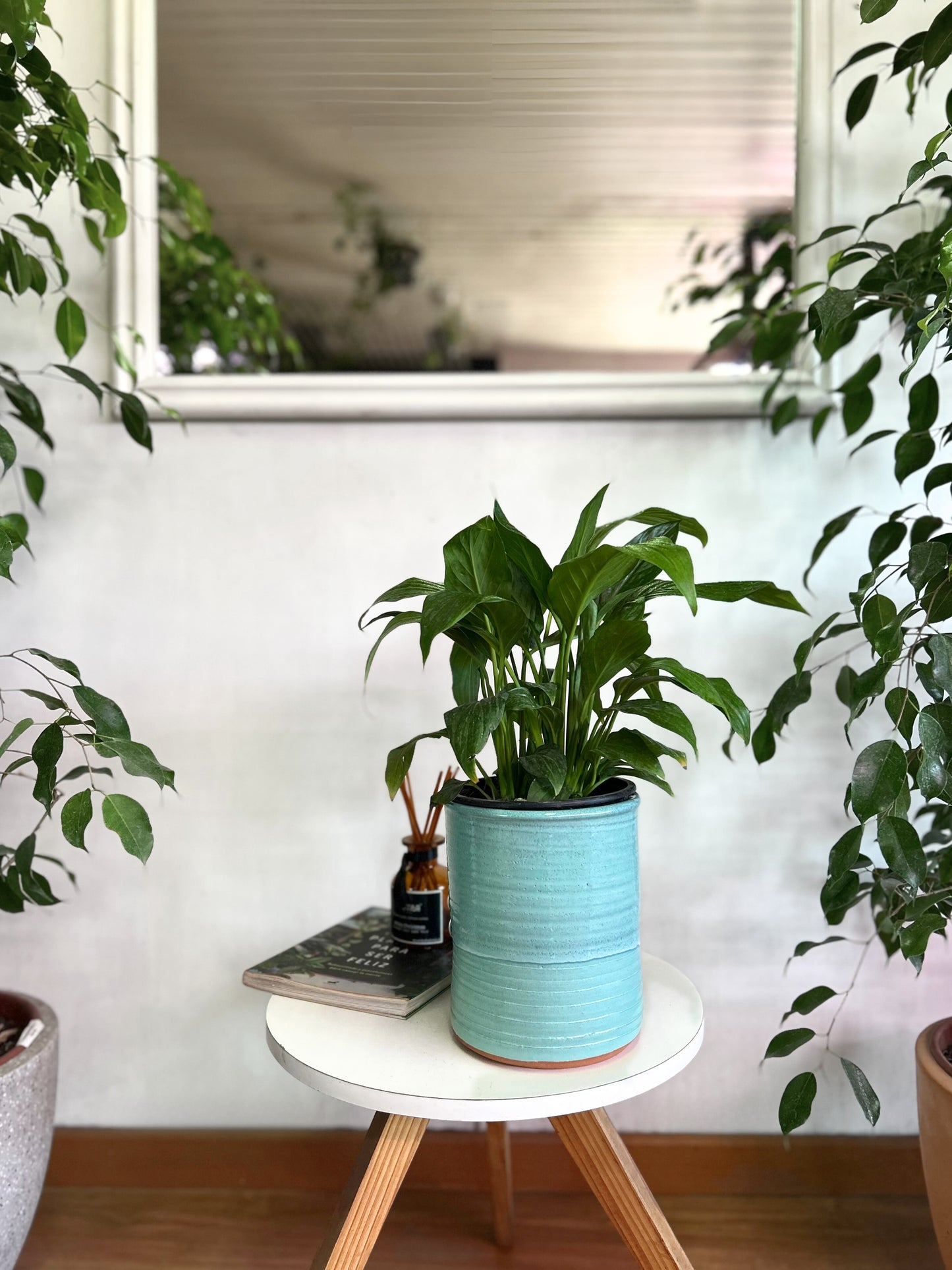 Spathiphyllum o Cuna de Moisés