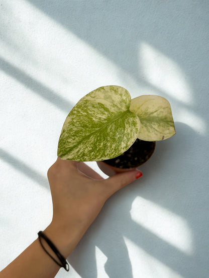 Monstera Mint