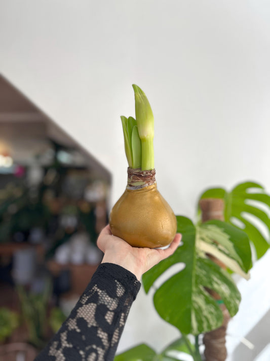 Amaryllis Wax Souvering - cera dorada