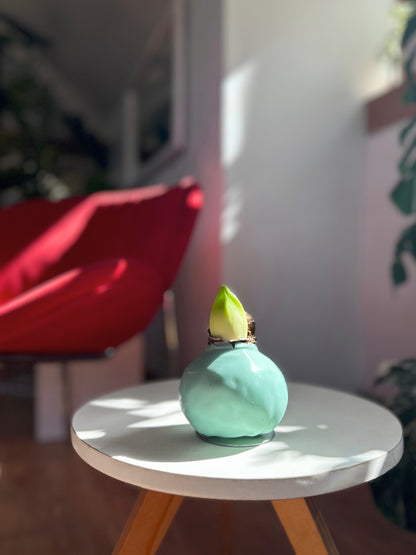 Amaryllis Wax Cherry Blossom - cera celeste