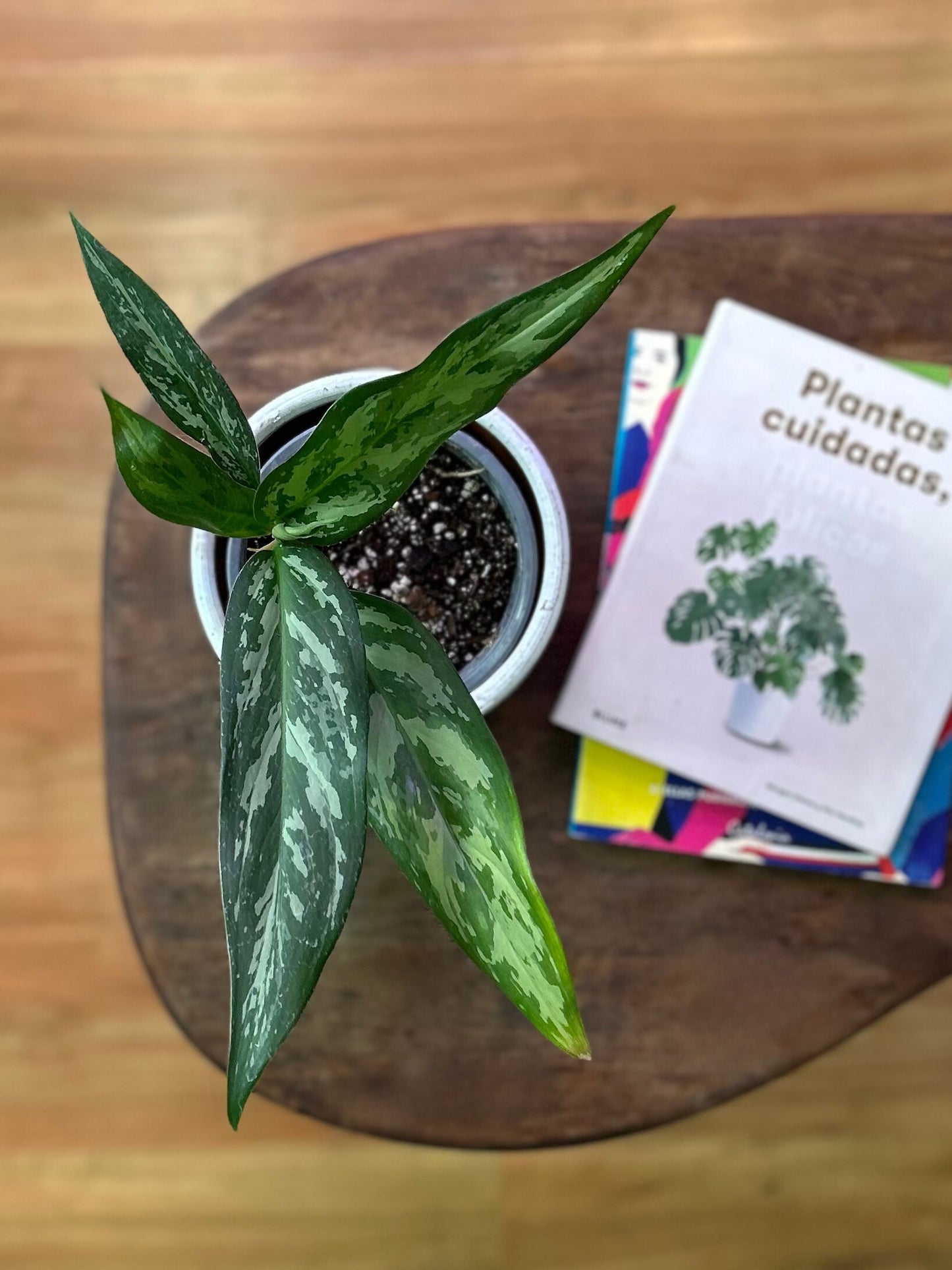 Aglaonema commutatum planta tropical resistente de bajo mantenimiento con hojas verdes y plateadas, ideal para interiores con poca luz