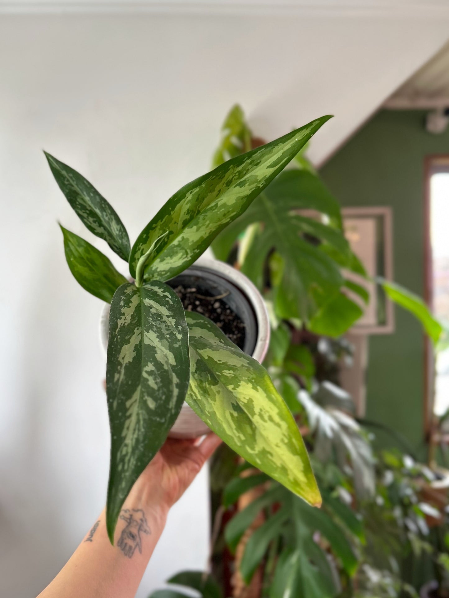 Aglaonema commutatum planta tropical resistente de bajo mantenimiento con hojas verdes y plateadas, ideal para interiores con poca luz