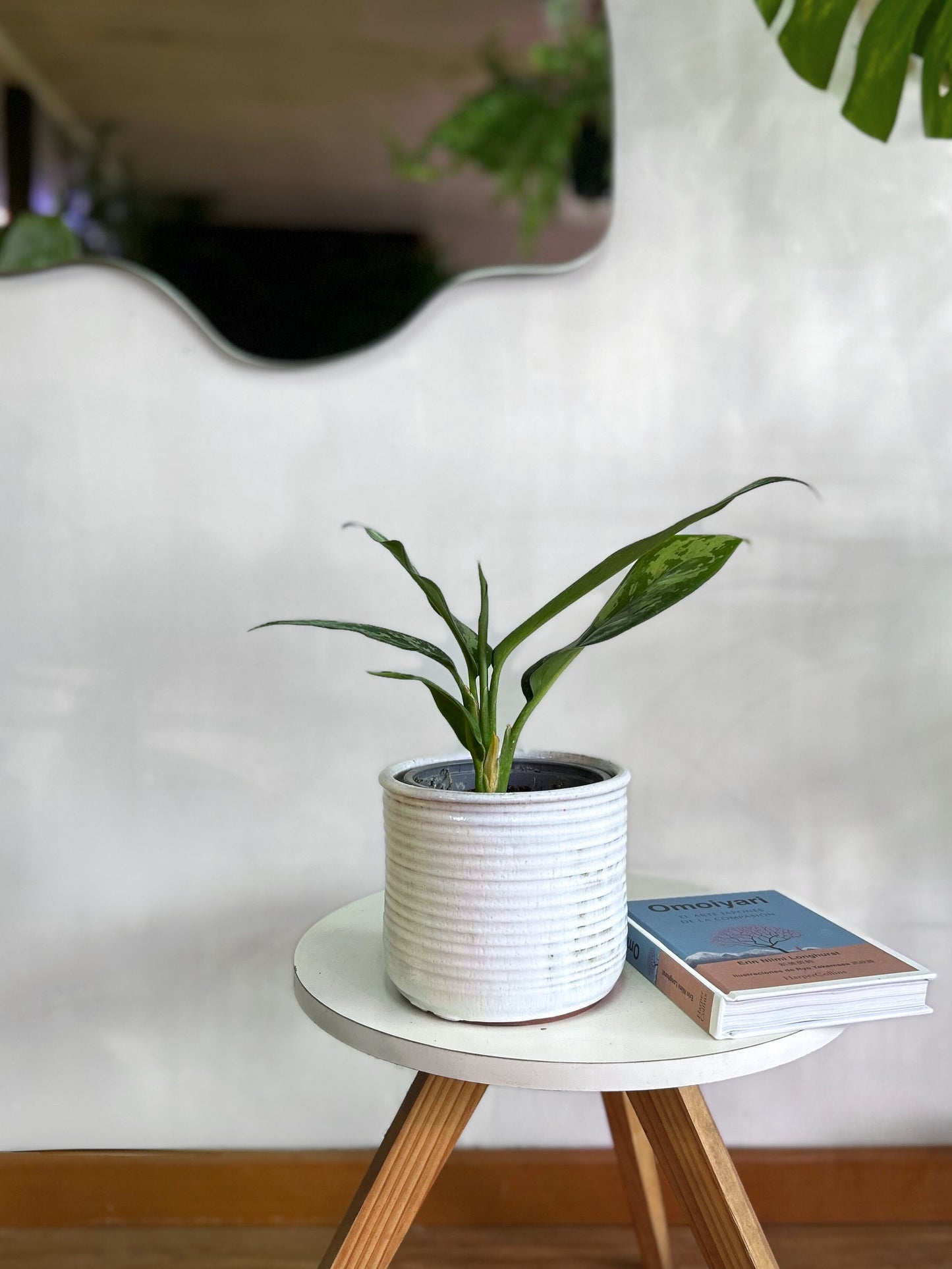 Aglaonema commutatum planta tropical resistente de bajo mantenimiento con hojas verdes y plateadas, ideal para interiores con poca luz