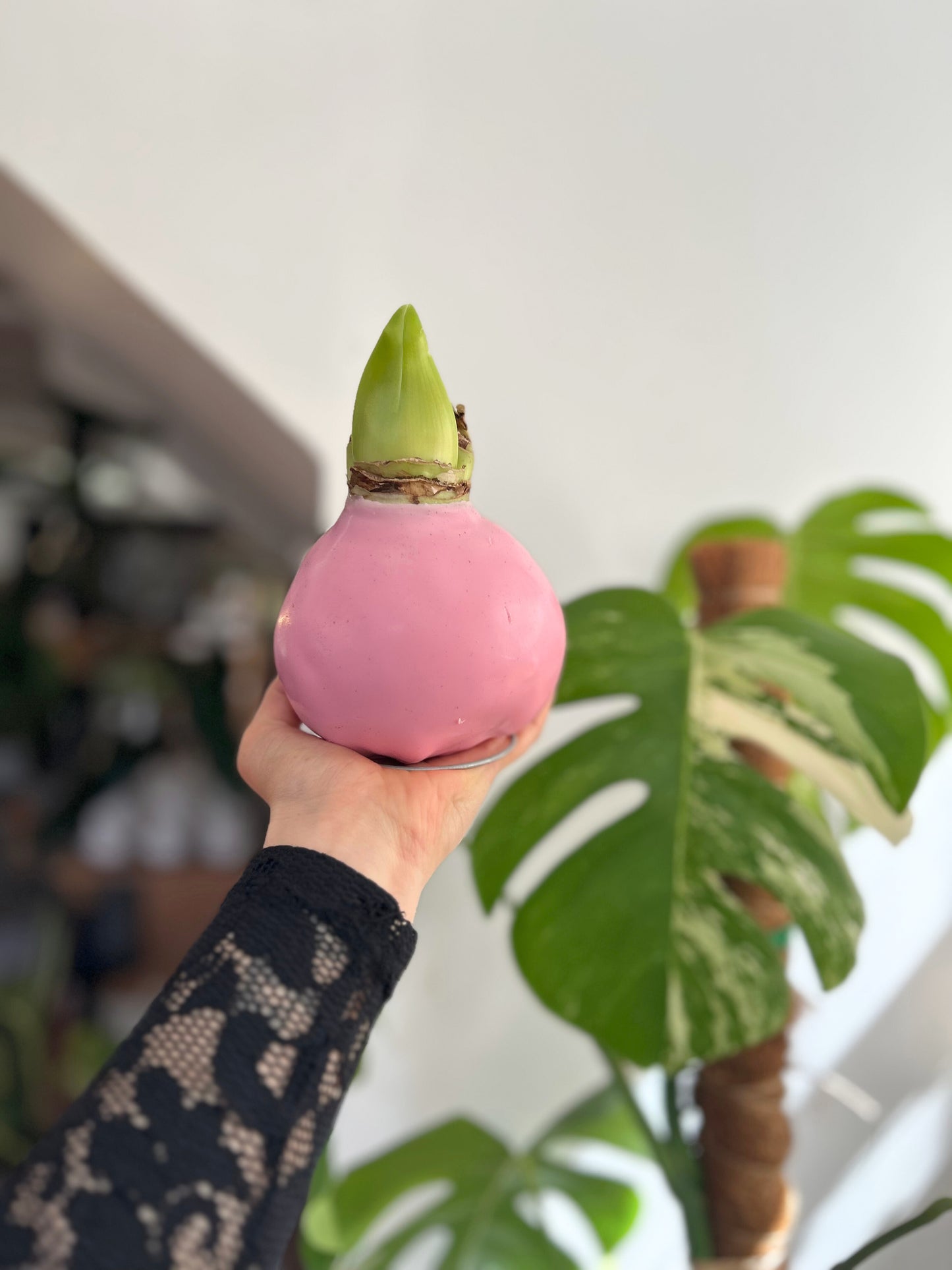 Amaryllis Wax rosada, flor natural blanca y rosada sin maceta, recubierta de cera decorativa navideña, sin riego.